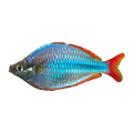Praecox Rainbowfish | Melanotaenia praecox