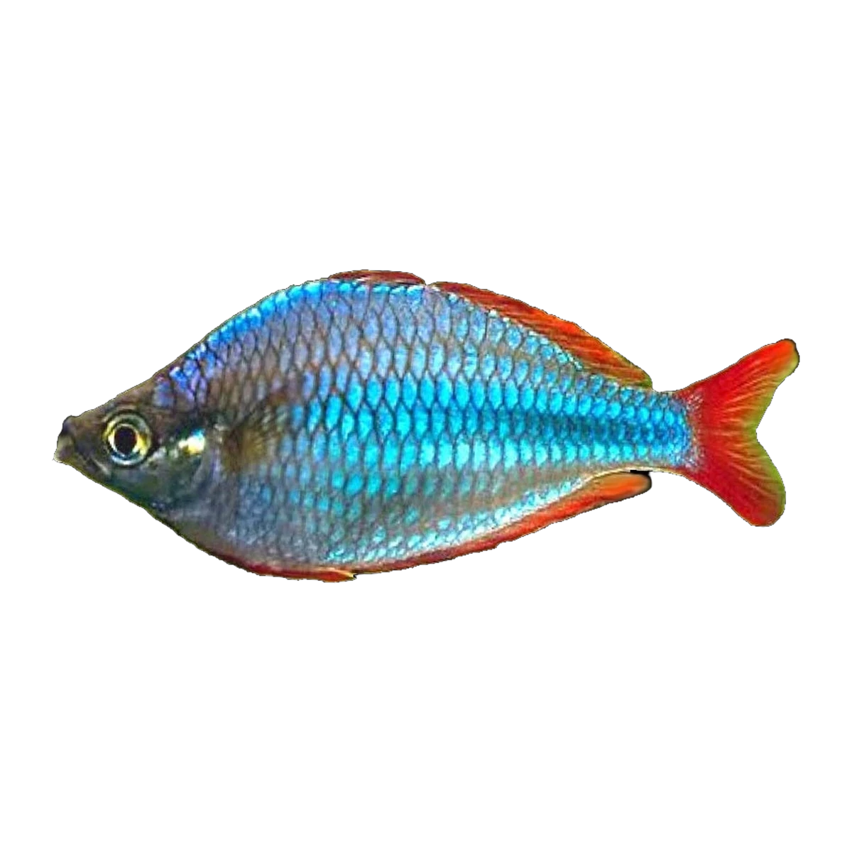 Praecox Rainbowfish | Melanotaenia praecox