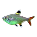 Pristella Tetra