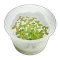 Proserpinaca Palustris | Proserpinaca palustris
