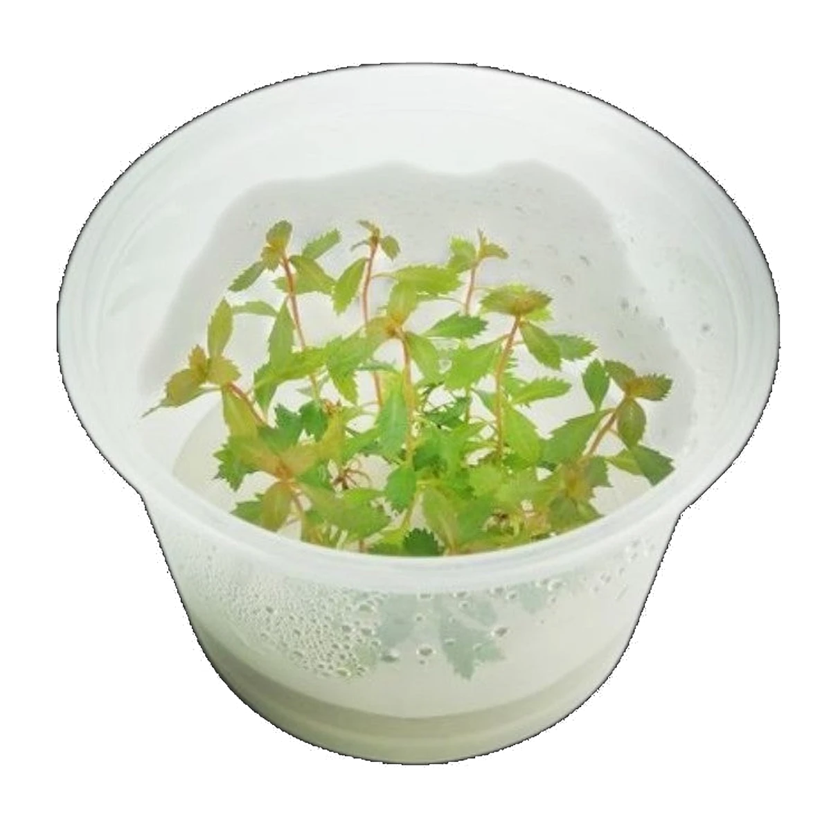 Proserpinaca Palustris | Proserpinaca palustris