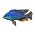Protomelas similis – Protomelas similis