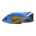 Protomelas sp. 'Taiwan Reef' – Protomelas sp. 'Taiwan Reef'