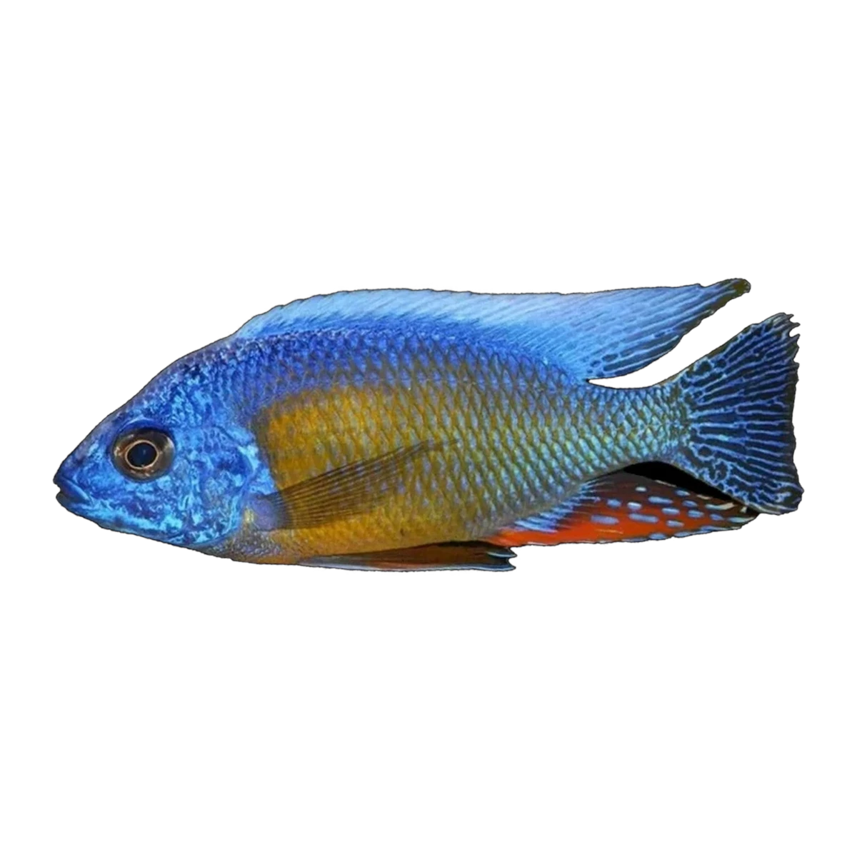 Protomelas sp. 'Taiwan Reef' – Protomelas sp. 'Taiwan Reef'