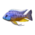 Protomelas spilonotus 'Tanzania' – Protomelas spilonotus 'Tanzania'