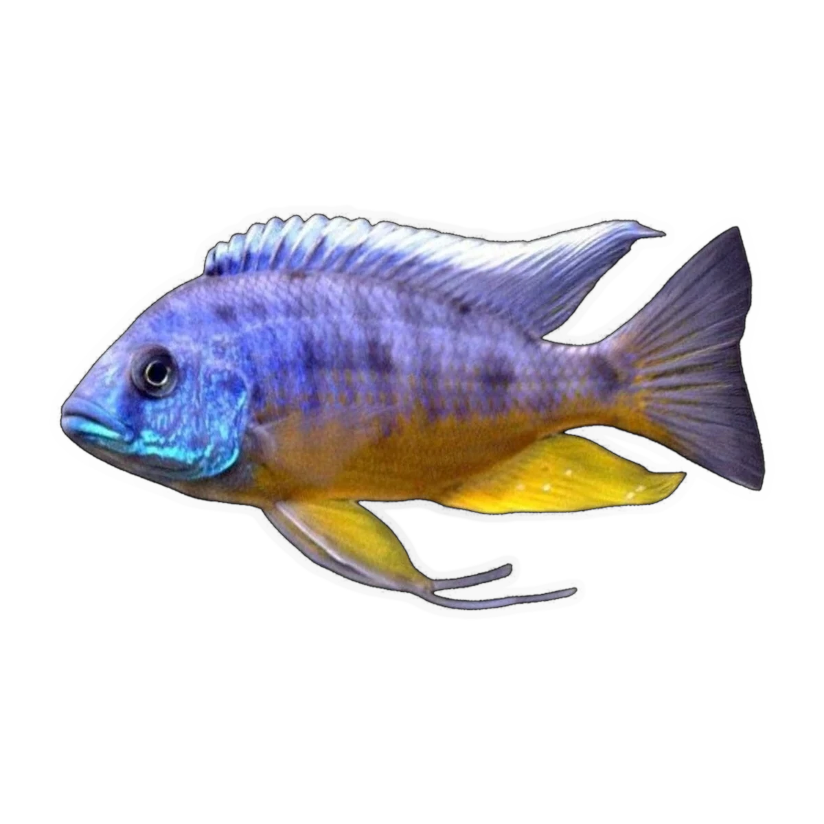 Protomelas spilonotus 'Tanzania' – Protomelas spilonotus 'Tanzania'
