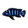 Pseudotropheus Demasoni (Chindongo demasoni), side profile facing right