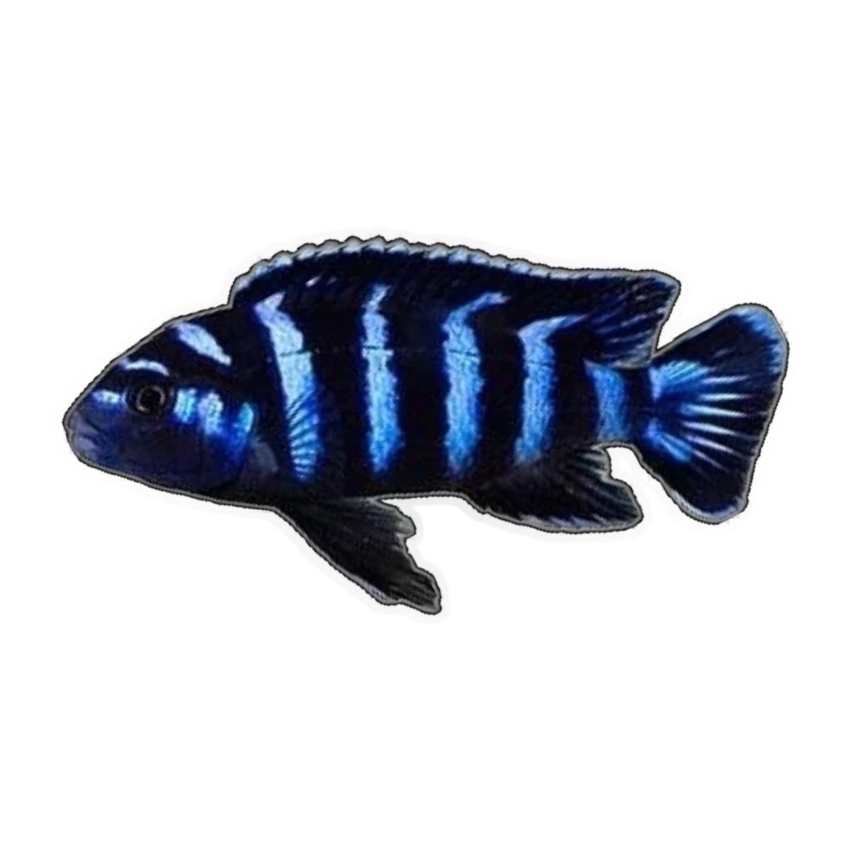 Pseudotropheus Demasoni (Chindongo demasoni), side profile facing right