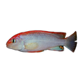 Pseudotropheus Perspicax Orange Cap – Chindongo perspicax 'Orange Cap'