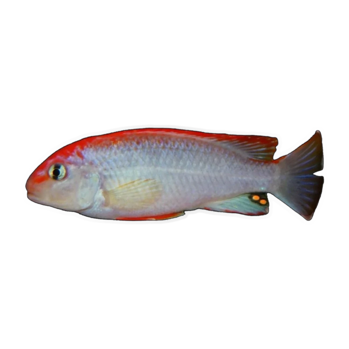 Pseudotropheus Perspicax Orange Cap – Chindongo perspicax 'Orange Cap'