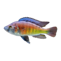 Ptyochromis Hippo Point Salmon – Ptyochromis sp. 'Salmon'