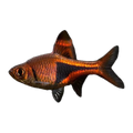 Purple Harlequin Rasbora | Trigonostigma heteromorpha