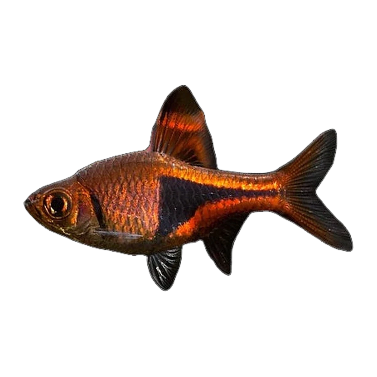 Purple Harlequin Rasbora | Trigonostigma heteromorpha