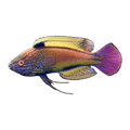 Purple Lined Fairy Wrasse Female | Cirrhilabrus lineatus