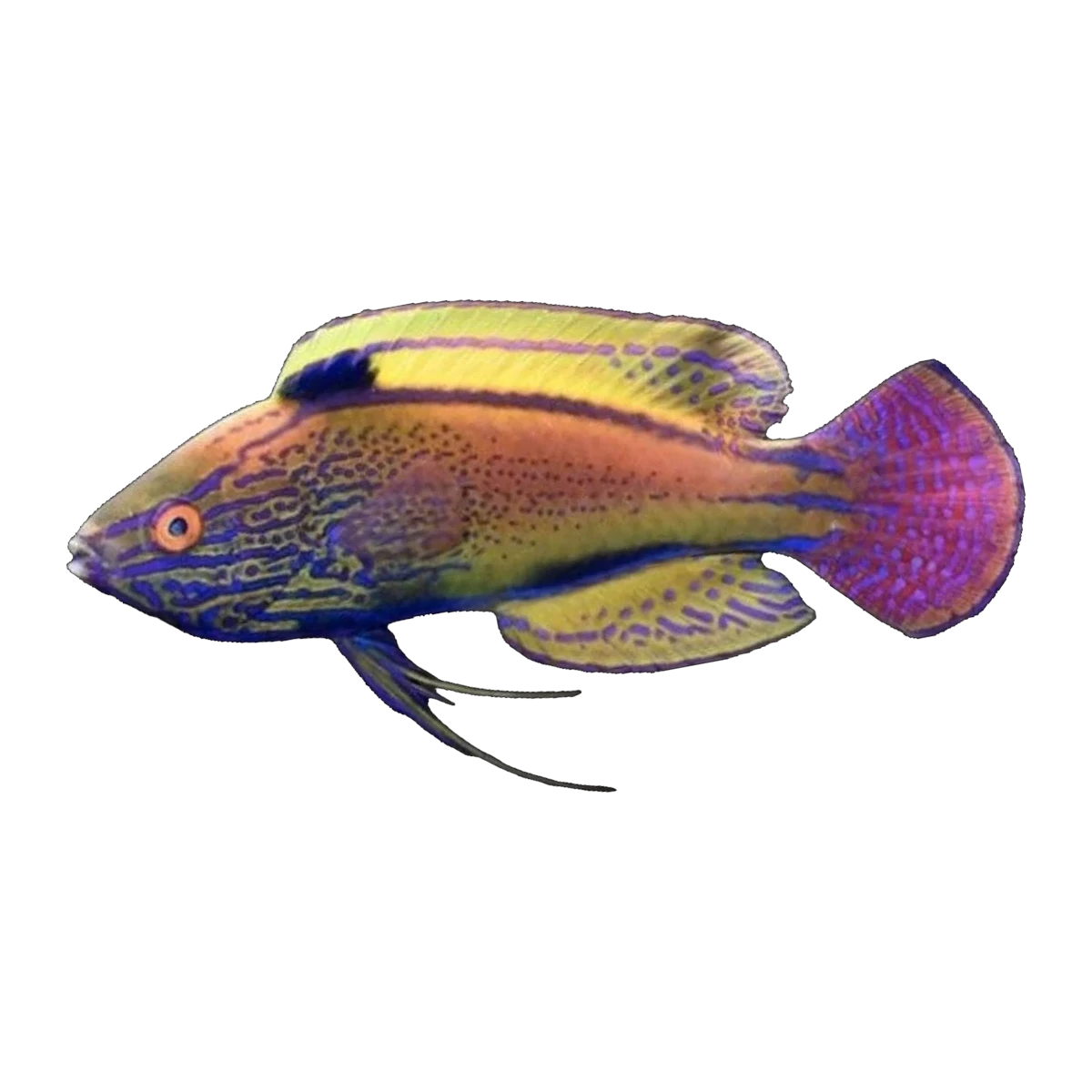 Purple Lined Fairy Wrasse Female | Cirrhilabrus lineatus
