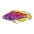 Purple Lined Fairy Wrasse Male | Cirrhilabrus lineatus
