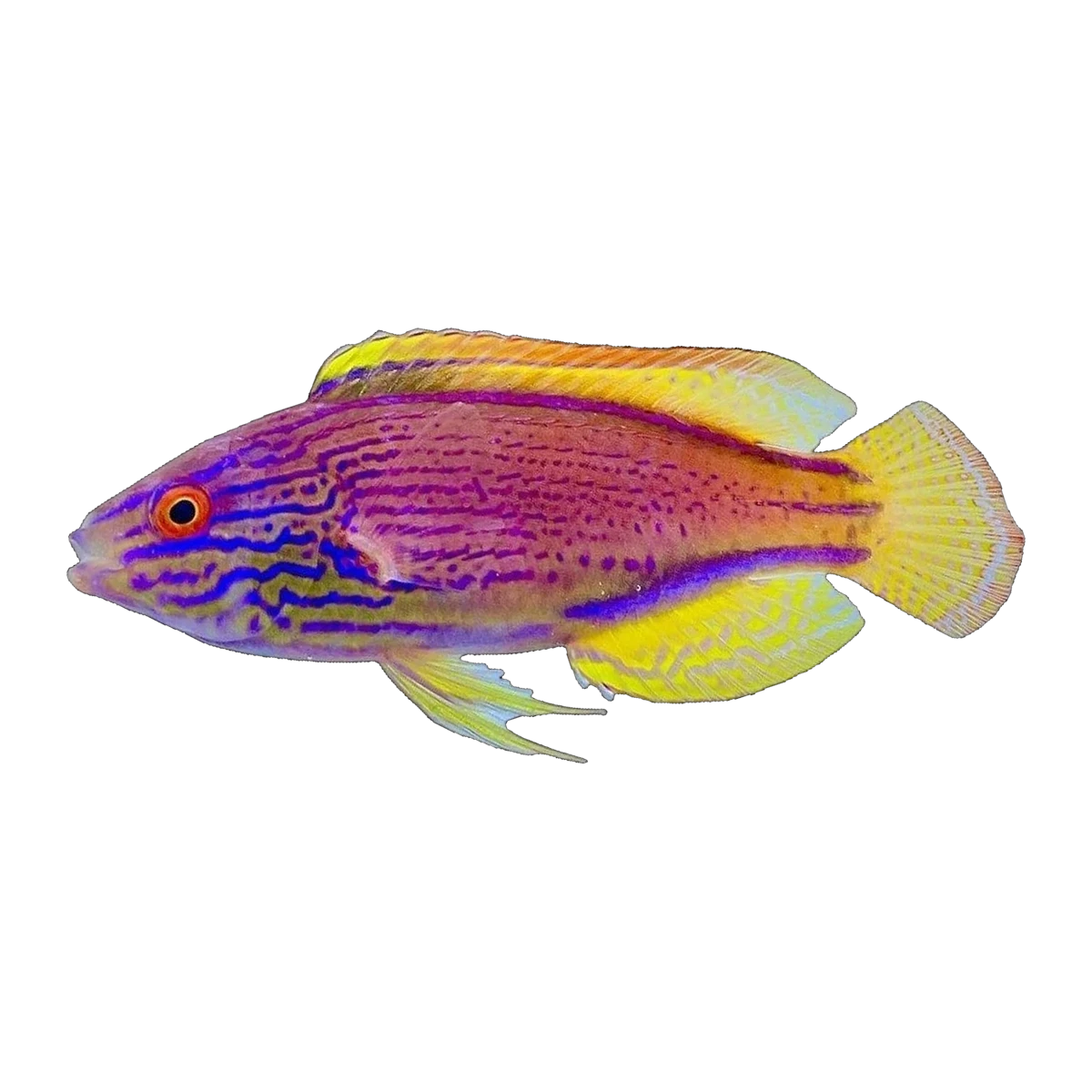 Purple Lined Fairy Wrasse Male | Cirrhilabrus lineatus
