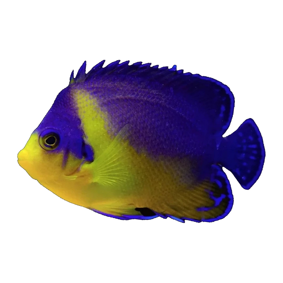 Purple Masked Angelfish | Paracentropyge venusta