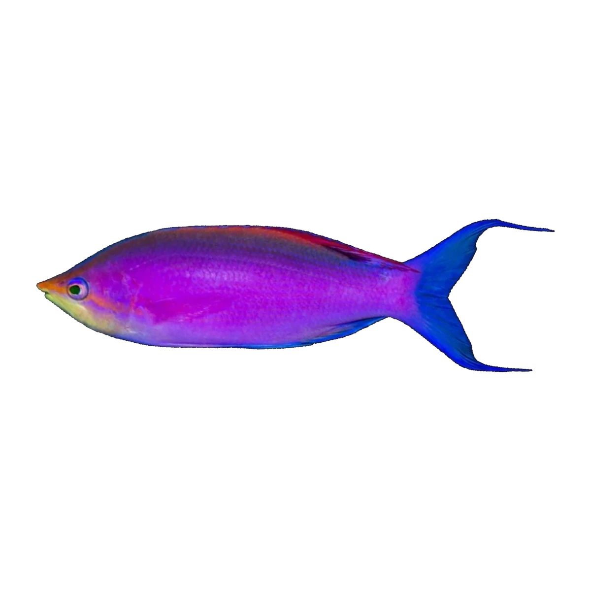 Purple Queen Anthias | Mirolabrichthys tuk