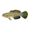 Purple Spotted Gudgeon (Mogurnda adspersa), side profile facing right