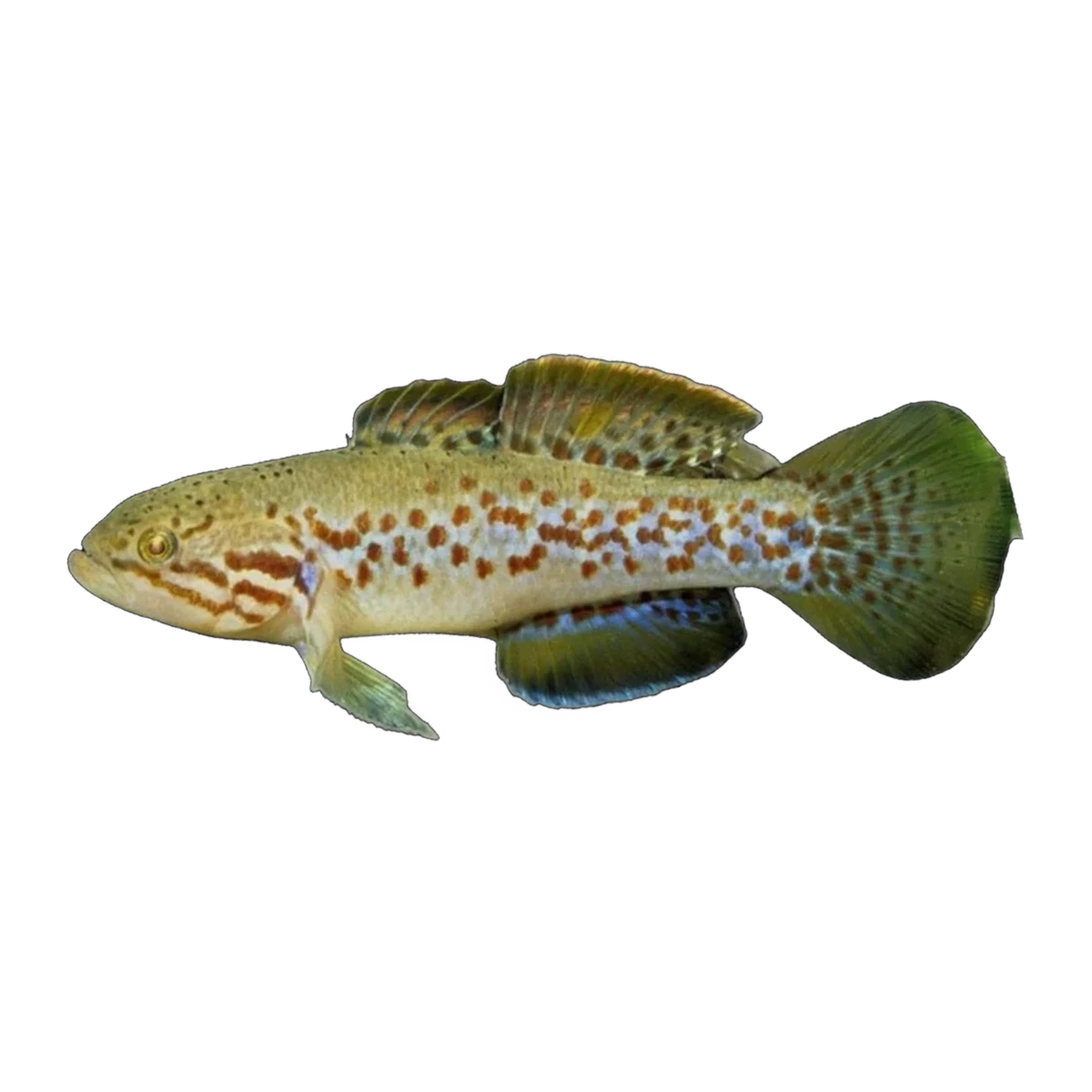 Purple Spotted Gudgeon (Mogurnda adspersa), side profile facing right