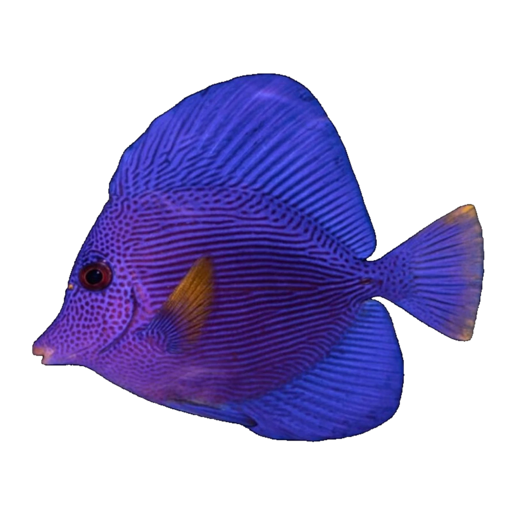Purple Tang | Zebrasoma xanthurum