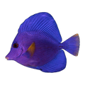 Purple Tang | Zebrasoma xanthurum