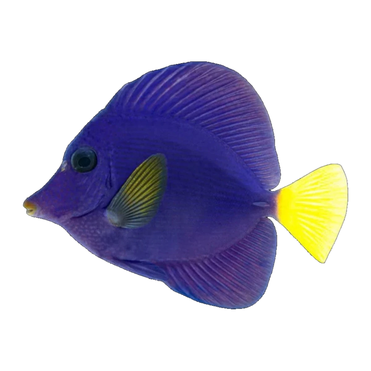 Purple Tang | Zebrasoma xanthurum