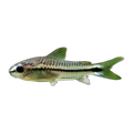Pygmy Corydoras | Gastrodermus pygmaeus