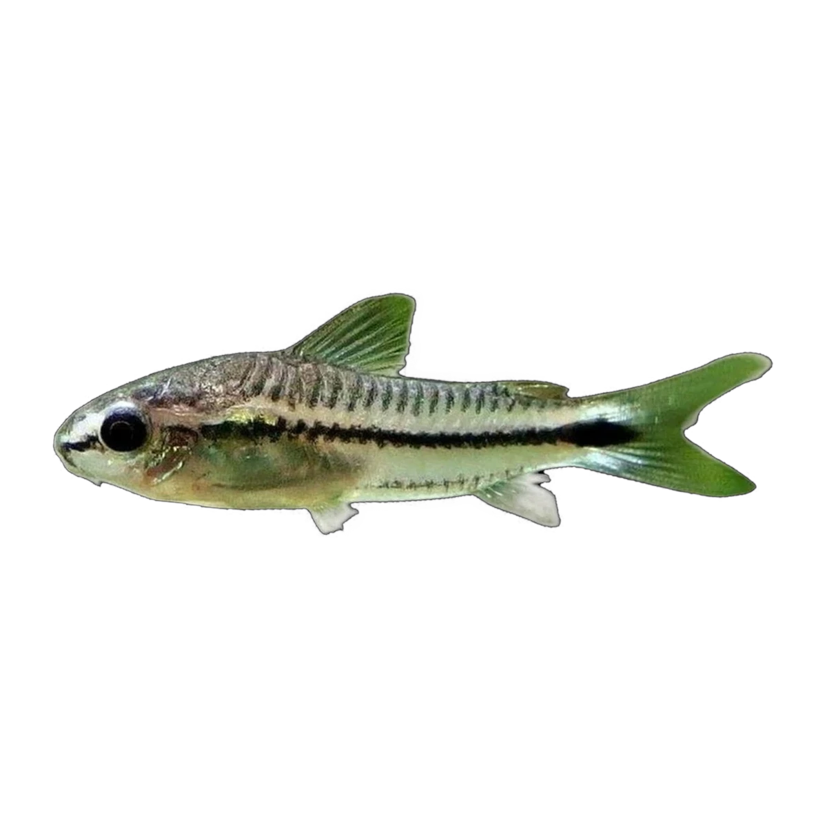 Pygmy Corydoras | Gastrodermus pygmaeus