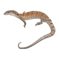 Pygmy Dwarf Monitor Pair | Varanus gilleni