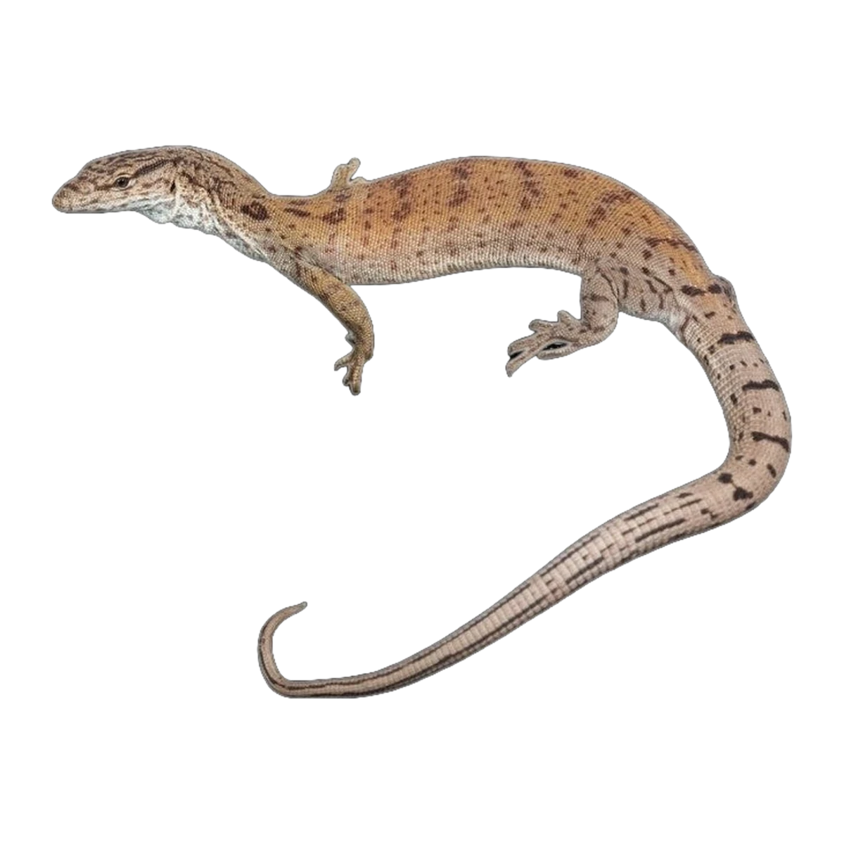 Pygmy Dwarf Monitor Pair | Varanus gilleni