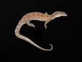 Pygmy Dwarf Monitor Pair | Varanus gilleni