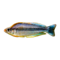 Pygmy Rainbowfish