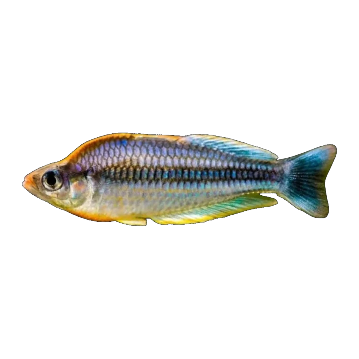 Pygmy Rainbowfish