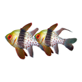Pyjama Cardinalfish Pair | Sphaeramia nematoptera