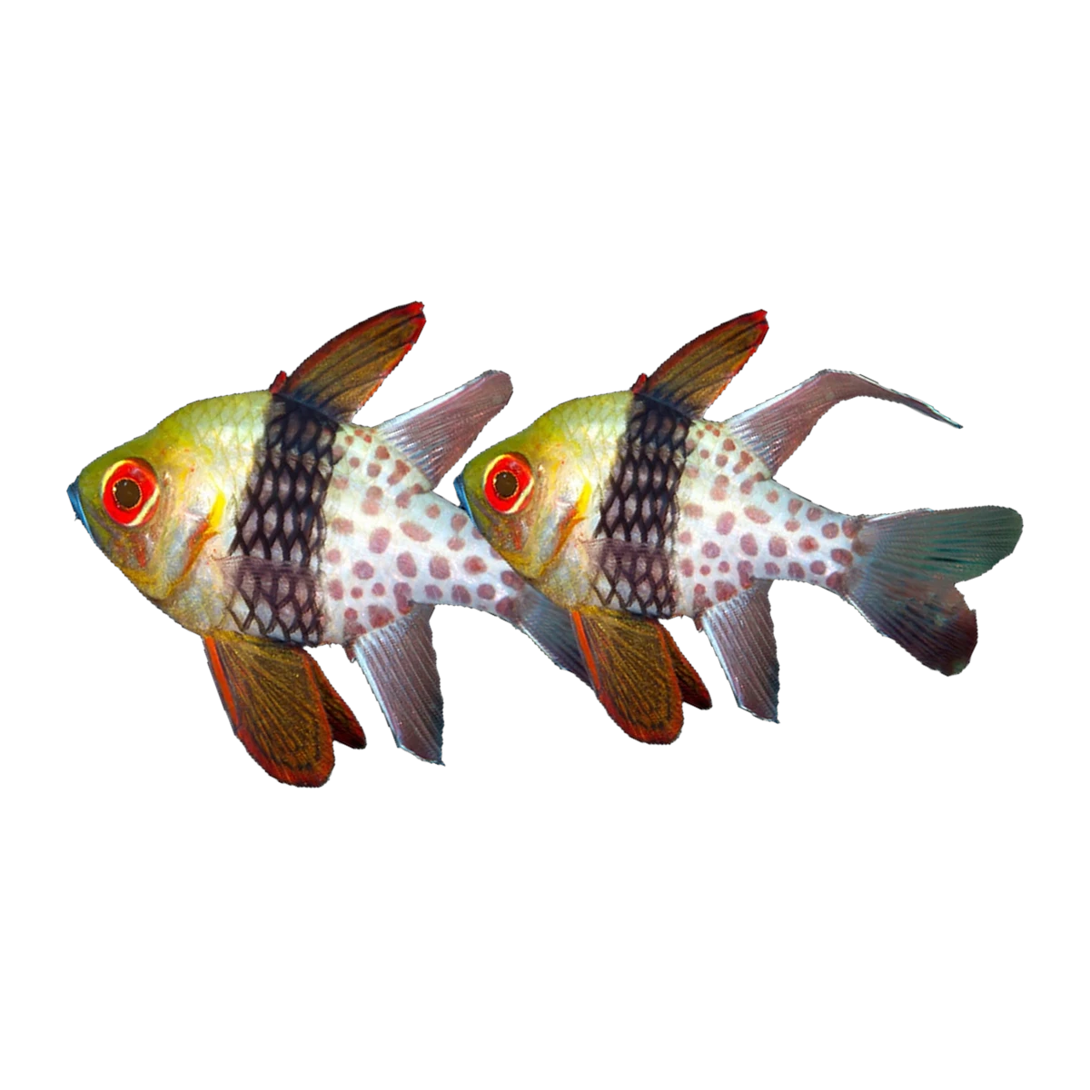 Pyjama Cardinalfish Pair | Sphaeramia nematoptera