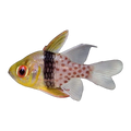 Pyjama Cardinalfish | Sphaeramia nematoptera