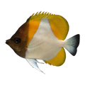 Pyramid Butterflyfish | Hemitaurichthys polylepis