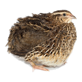 Frozen Quail 2 Week
