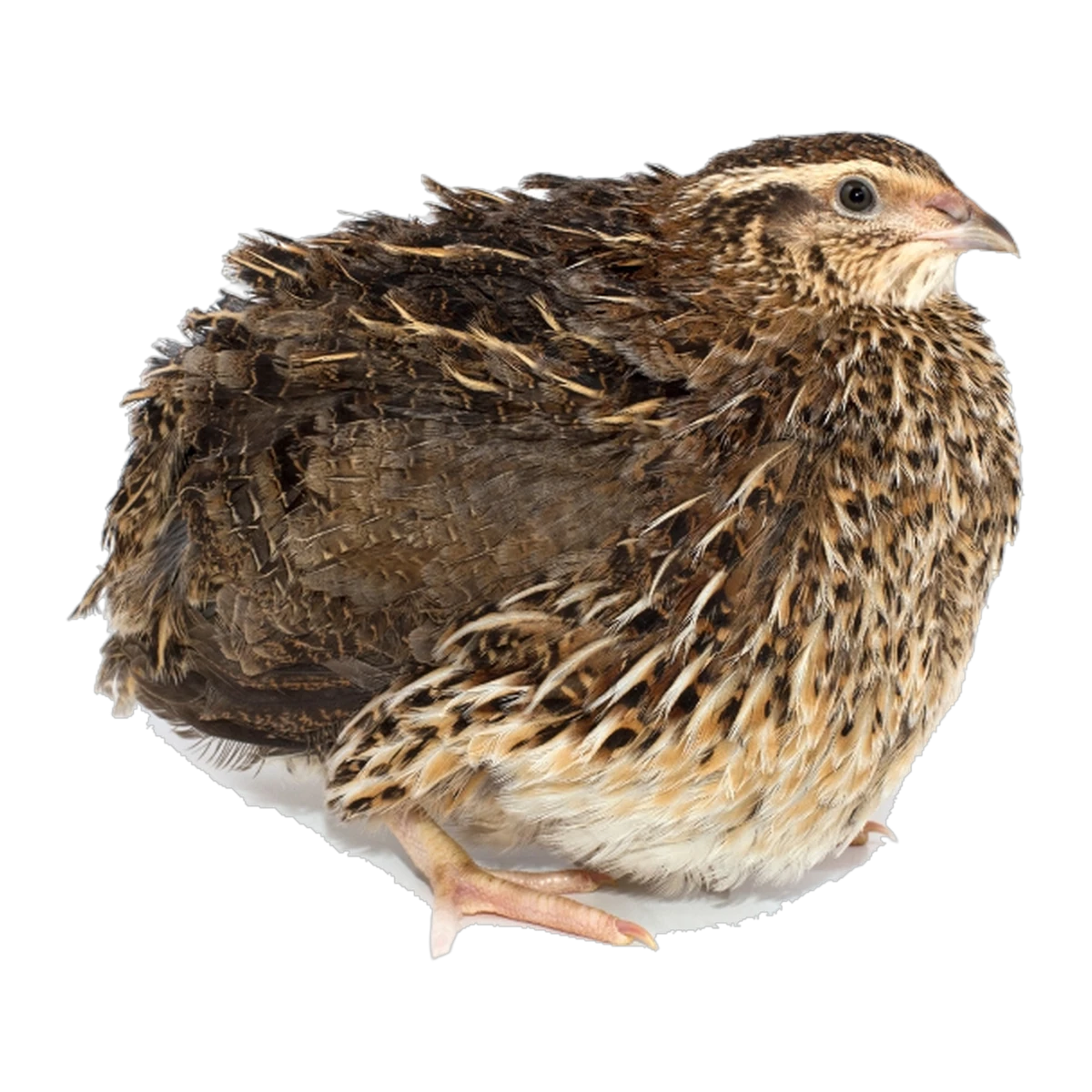 Frozen Quail 5 Week