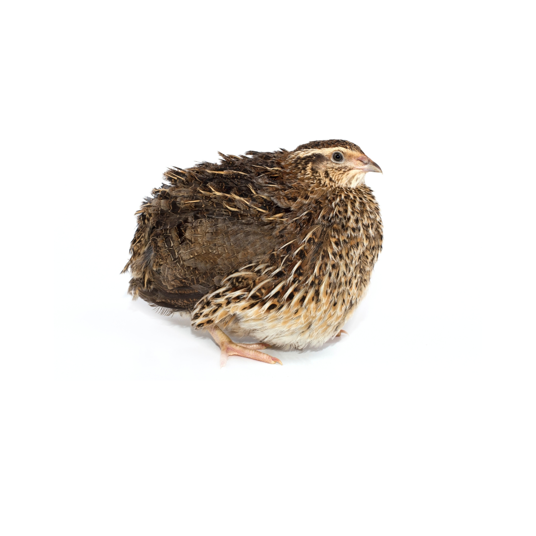 Frozen Quail 5 Week