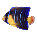 Queen Angelfish juvenile | Holacanthus ciliaris