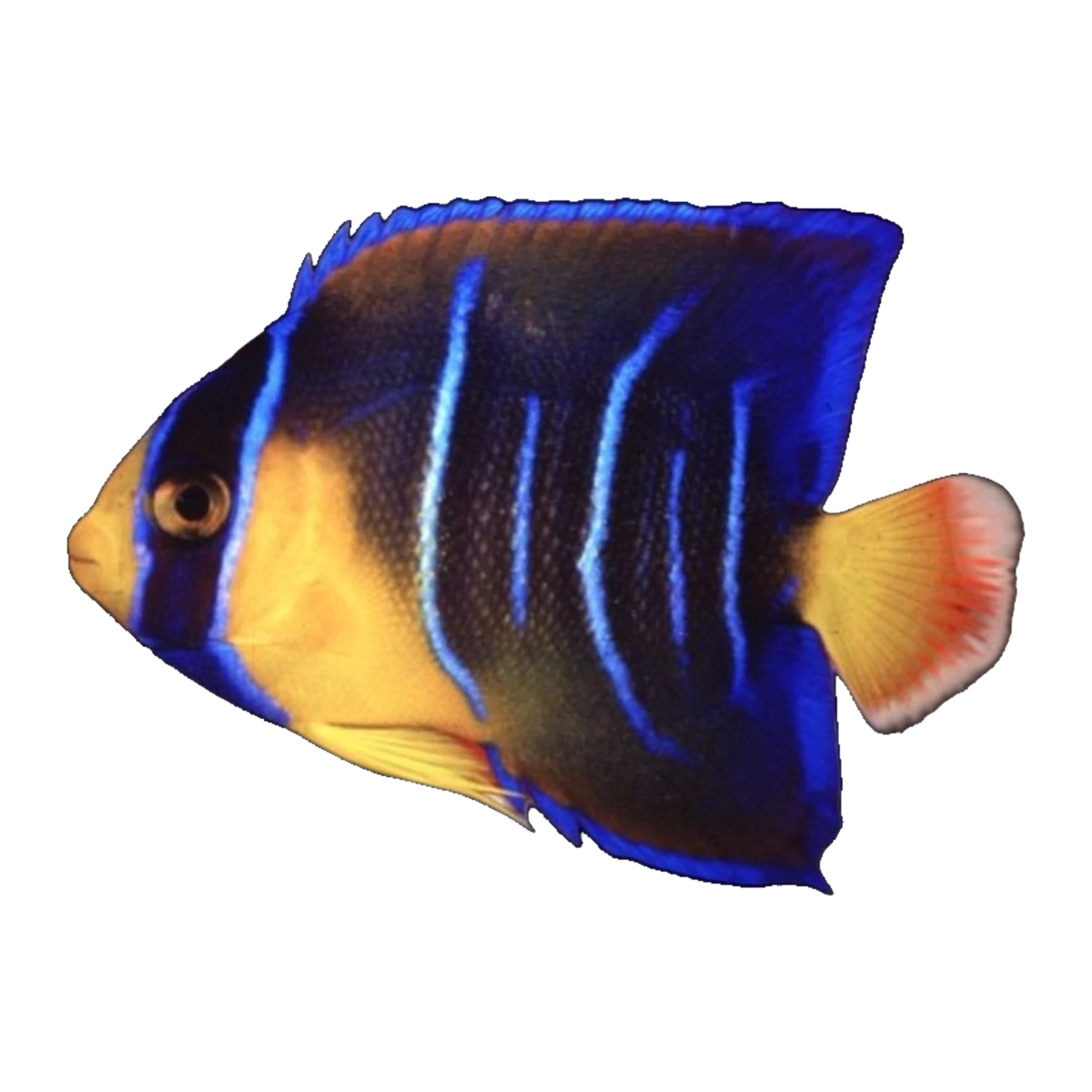 Queen Angelfish juvenile | Holacanthus ciliaris