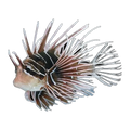 Radiata Lionfish | Pterois radiata