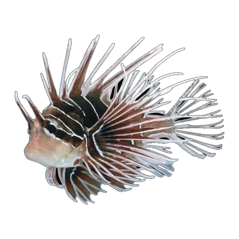 Radiata Lionfish | Pterois radiata