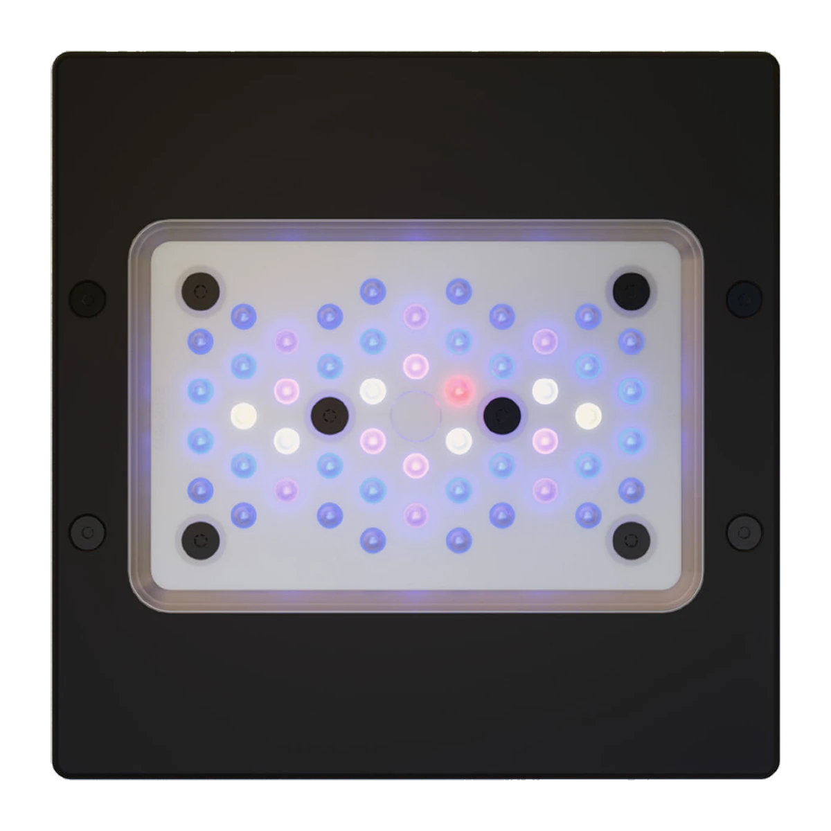 Radion XR15 Blue LED