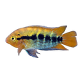 Rainbow Cichlid (Herotilapia multispinosa)