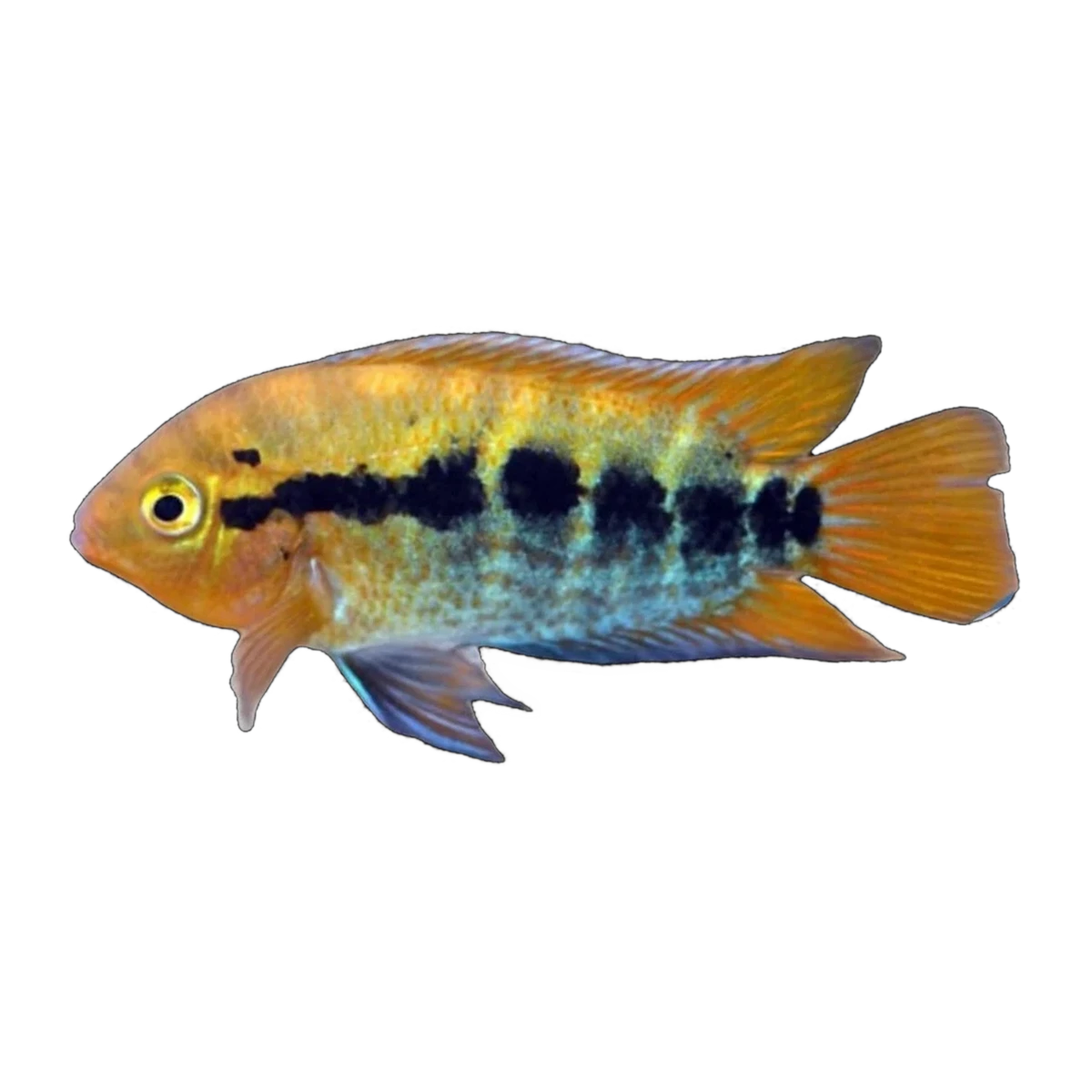 Rainbow Cichlid (Herotilapia multispinosa)