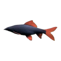Rainbow Shark